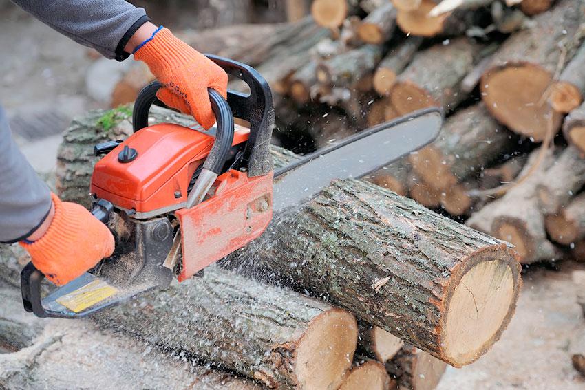 «Право на лес»: смогут ли граждане заготовить древесину  для собственных нужд?